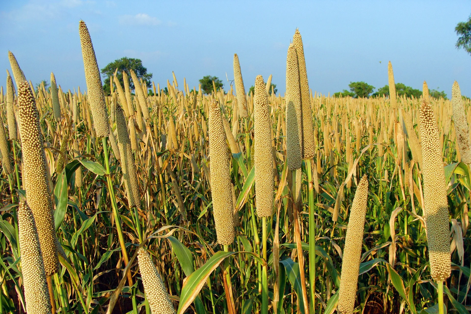 The Superfood Revolution: Exploring Millets in Our Diet